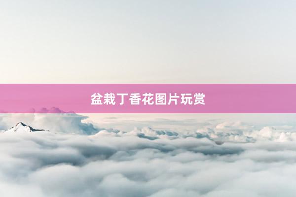 盆栽丁香花图片玩赏